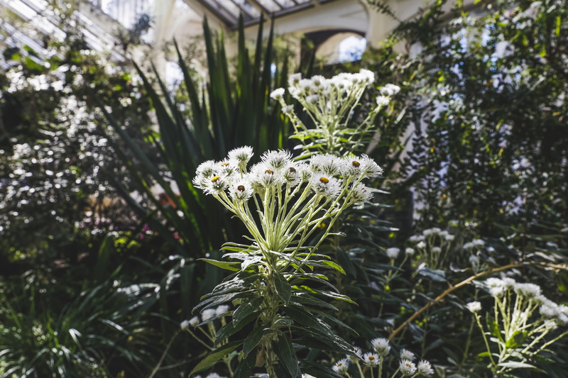 growth, green color, no people, 5K, leaf, jungle, green, vulnerability, plant part, uk, water, summer, london, fragility, spring, freshness, flora, land