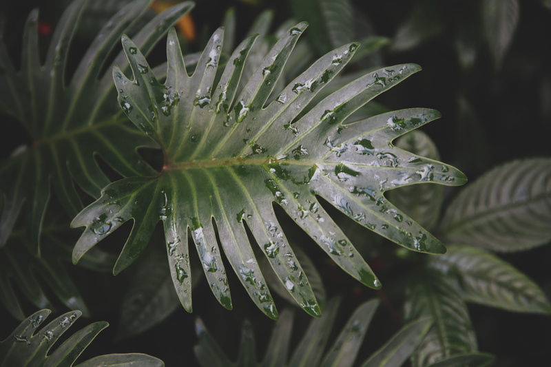 kew garden, flower head, leaves, invertebrate, green leaf, leaf, rain, wet, plant part, focus, green color, outdoors, day, freshness, selective, nature