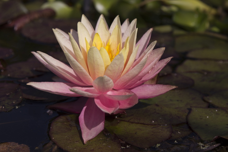 vulnerability, leaf, orange, purple, flower head, pink, no people, nature, floating on water, lilly pad, plant, growth, water lily, pond, yellow, purity
