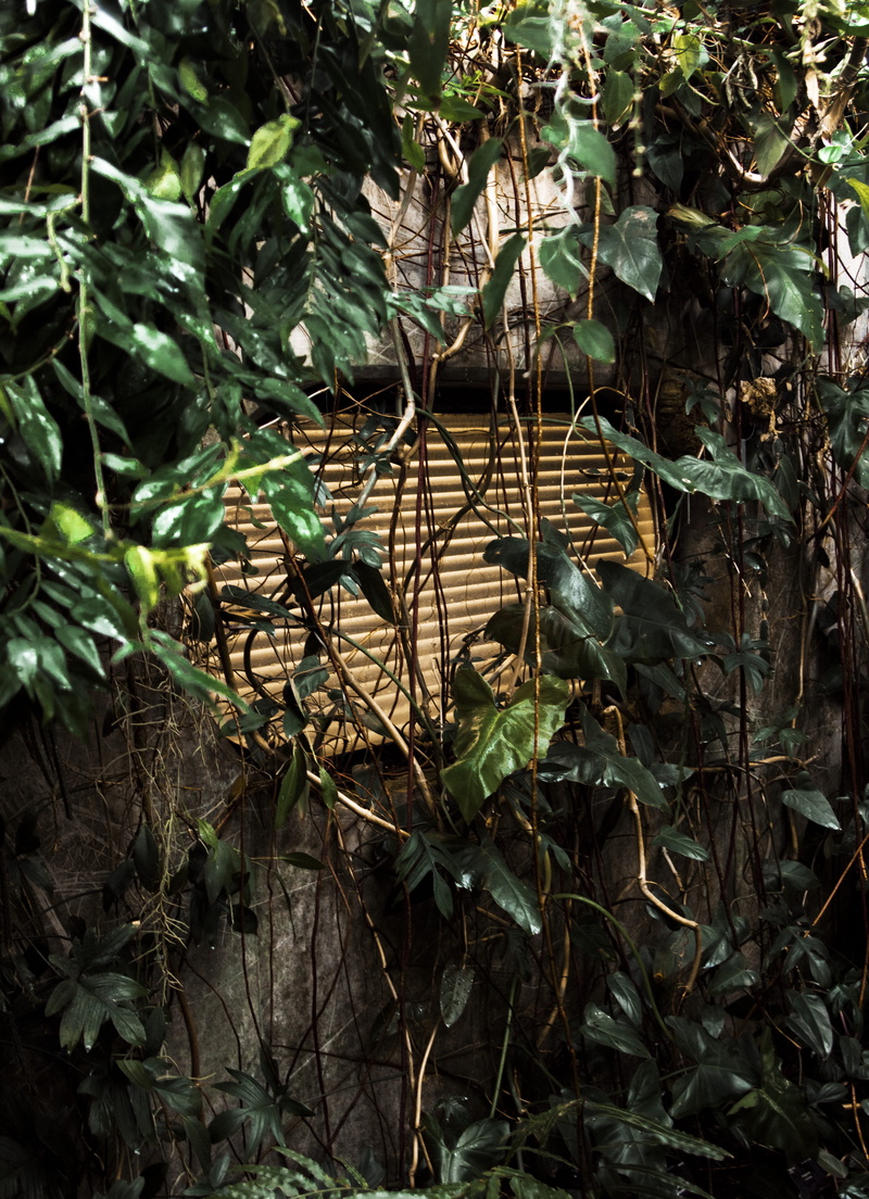 forest, 5K, close-up, no people, green color, cool, nature, outdoors, house, abandoned, plant, growth, tranquility, tree, arbour, awesome, ivy, water