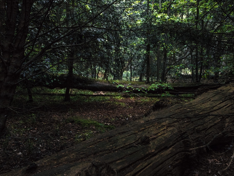 dark, non-urban scene, richmond, 5K, green, nature, direction, land, trunk, tree, growth, tranquility, forest, royal botanic gardens, no people, tranquil scene