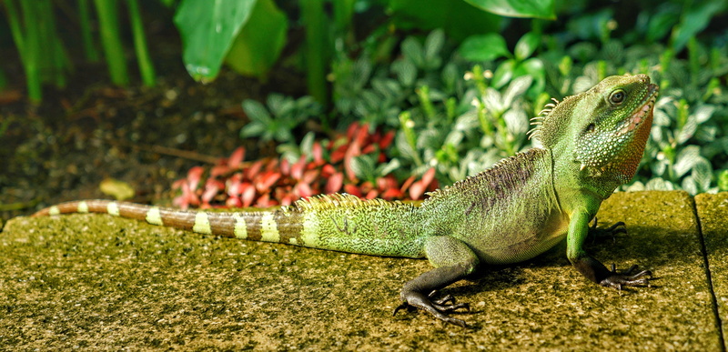 nature, green color, rock - object, one animal, iguana, animal scale, rock, solid, day, london, animal, animal themes, vertebrate, lizard, reptile, side view