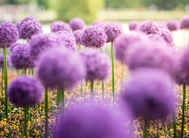 flowering plant, close, close-up, growth, blossom, water, land, nature, field, vulnerability, lilac, ornamental garden, purple, flowerbed, plant, beauty in nature