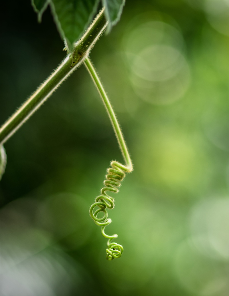 botany, outdoors, tendril, focus on foreground, 5K, fragility, vine, kew, plant, selective focus, richmond, green color, london, beauty in nature, nature