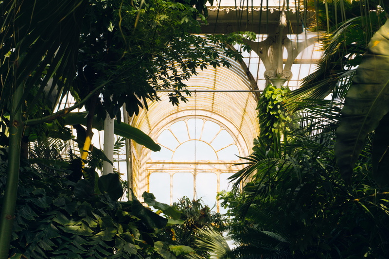 outdoors, indoors, lush, 5K, kew, sunlight, london, indoor, glass - Material, leaf, white, reflection, lush Foliage, posts, green, dark, architecture