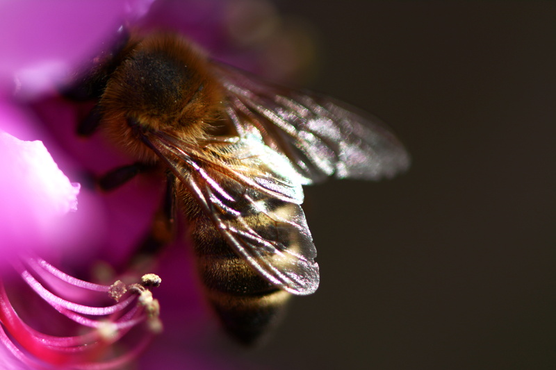 flower, petal, honey bee, no people, beauty in nature, fragility, indoors, 5K, flowering plant, animal head, animal themes, blossom, animal wildlife, vulnerability