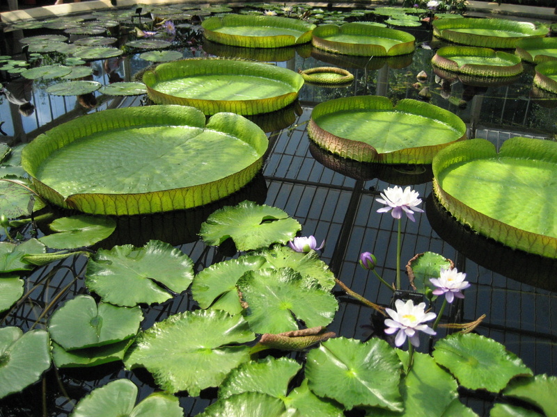 water lily, flower, Kew Gardens, freshness, green, botany, 1080P, kew, colour, plant part, greenhouse, growth, leaf, lotus water lily, blooming, floating on water