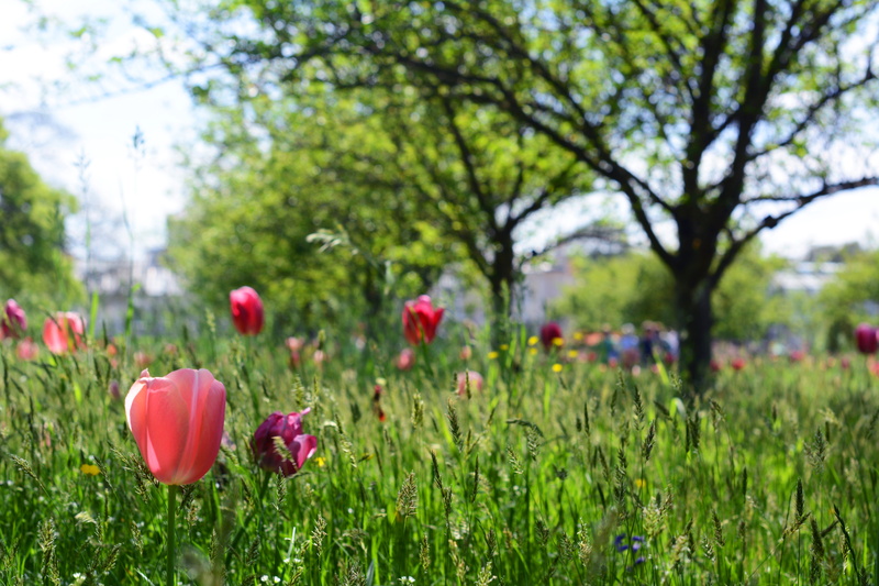 flower head, kew gardens, united kingdom, pink color, tree, fragility, beauty in nature, flowers, poppies, land, nature, red, vulnerability, park, focus on foreground