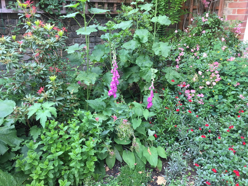 growth, flowers, tranquility, beauty in nature, vulnerability, flower, purple, kew, fragility, leaf, united kingdom, plant, green color, foxgloves, plant part