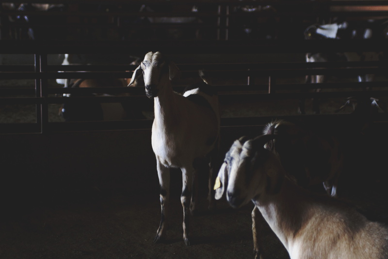 cabras, horse, pets, dog, nature, livestock, canine, animal themes, 5K, spain, goat, no people, animal family, day, vertebrate, domestic animals, mammal