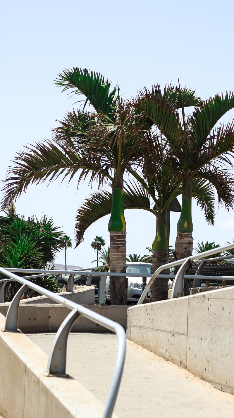 spain, nature, footpath, sunlight, palm tree, day, fuerteventura, sky, outdoors, growth, architecture, no people, tree, plant, tourist resort, tropical climate