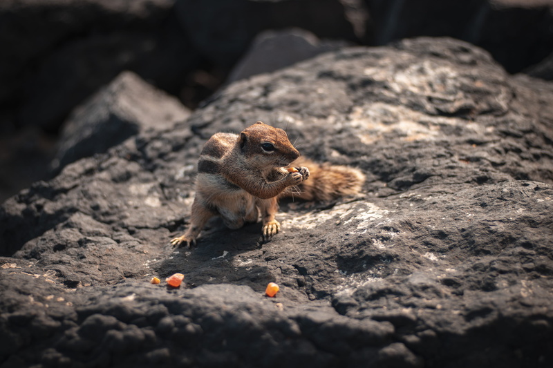 fruit, day, fuerteventura, produce, rodent, hold, nature, one animal, 5K, animal themes, fur, food and drink, rock, eat, eating, no people, selective focus