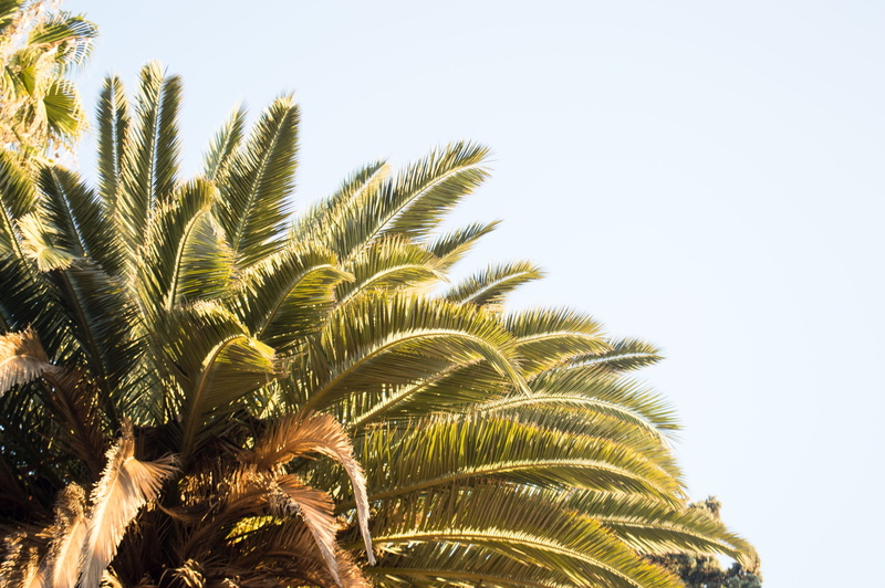 land, palm leaf, palm tree, light, nature, beauty in nature, tropical, arecaceae, close-up, outdoors, copy space, green, tropical climate, 2K, grass, chefchaouen