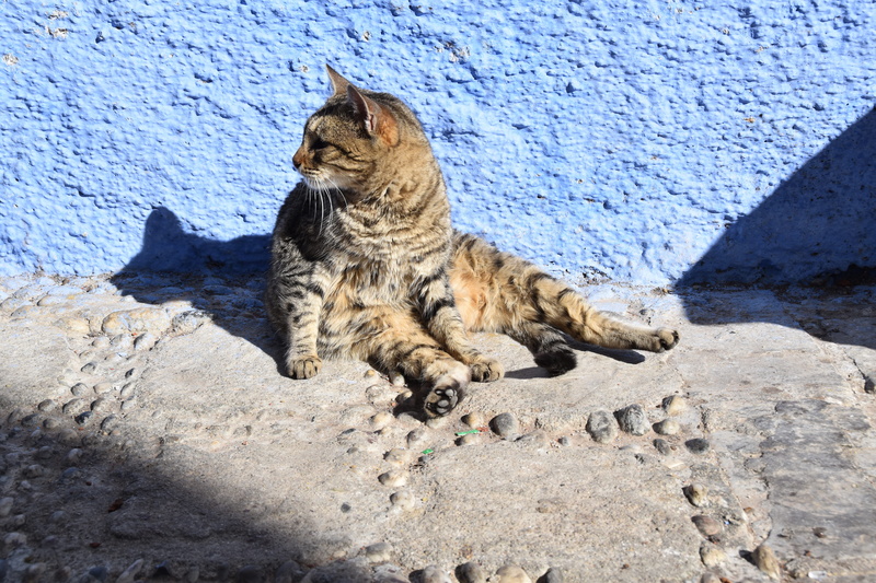 sitting, vertebrate, solid, domestic cat, nature, one animal, pets, fur, whisker, relaxation, 5K, rock - object, sunlight, morocco, domestic, animal, no people