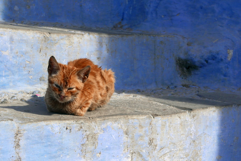 animal, animal head, sitting, 4K, red, outdoors, blue, pets, morocco, domestic cat, chefchaouen, feline, relaxation, looking at camera, day, cat, stairs