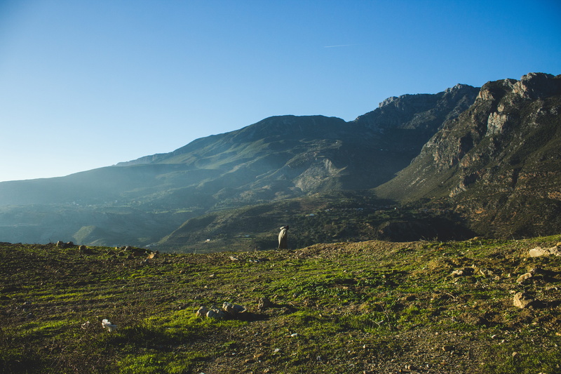 nature, copy space, day, 5K, mountain range, animal, mountain peak, countryside, tranquility, beauty in nature, environment, non-urban scene, plant, peak