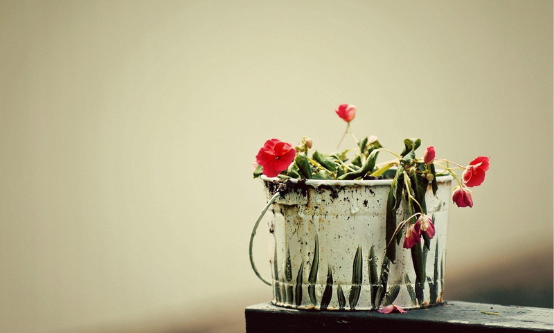 still life, 1080P, pot, 3d and abstract, flowers, beauty, nature, photography
