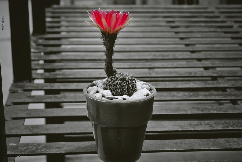 houseplant, small, flowering, table, decoration, 4K, wood - Material, growth, plant, succulent plant, outdoors, beauty in nature, green color, botany