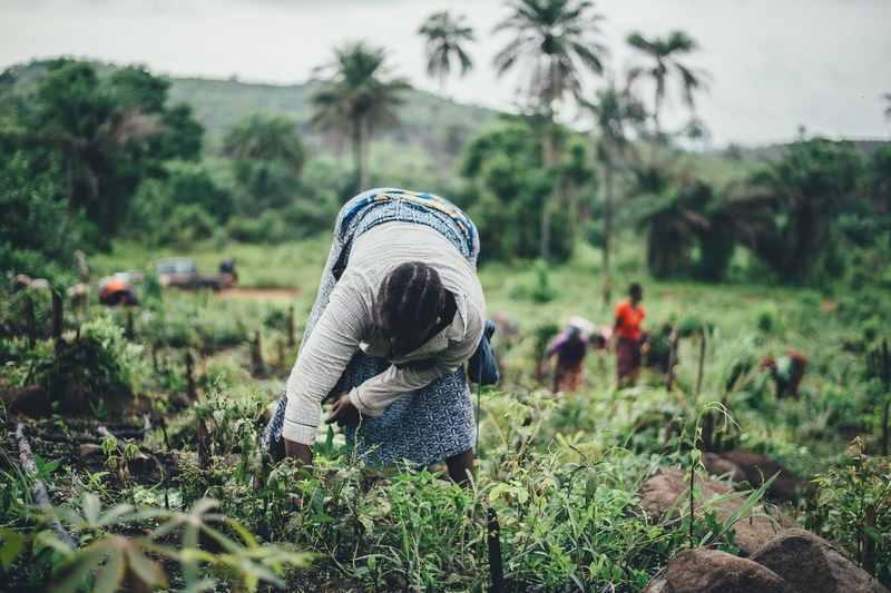 crop, bending, outdoors, farm worker, tree, untitled, men, women, land, leone, cassava, woman, female, farm, working, farming, grass, plant, plantation