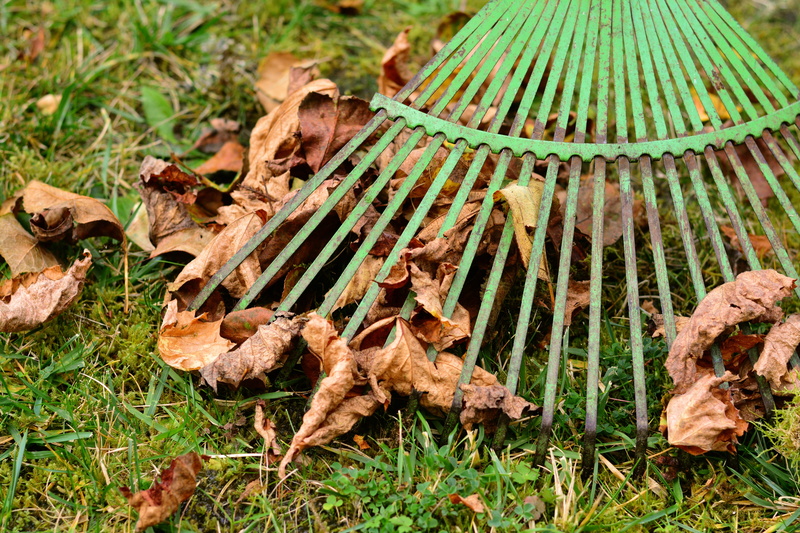 rake, fall foliage, computing, green, vegetable, dry, grass, leaf, fall leaves, dried, day, raking leaves, animal, autumn, land, focus on foreground, work
