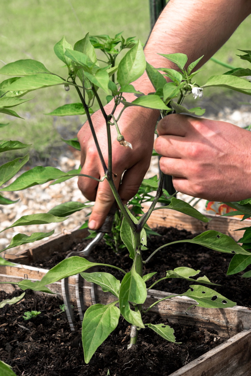 emotion, plant part, relaxing hobby, human body part, vegetable, food and drink, farmer, Gardener, human hand, being a gardener, holding, hard work, nature