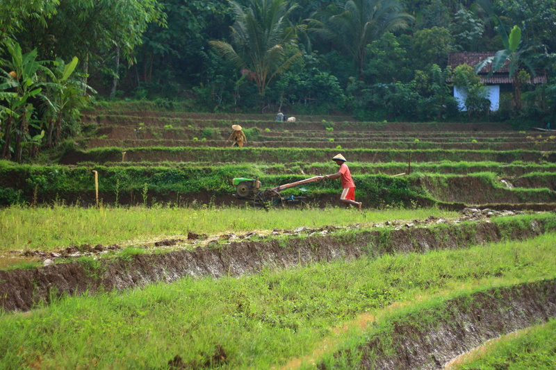 farm, traditional, gardening, beauty in nature, agriculture, tree, real people, 4K, farmer, male, people, occupation, crop, landscape, green color, plant