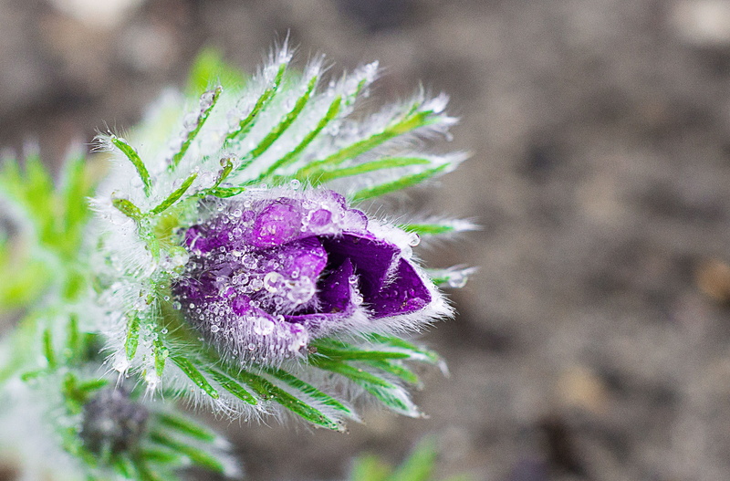 natural, botanic, garden, green color, nature, botany, blossom, 2K, inflorescence, outdoors, vulnerability, green, day, freshness, plant, flower head