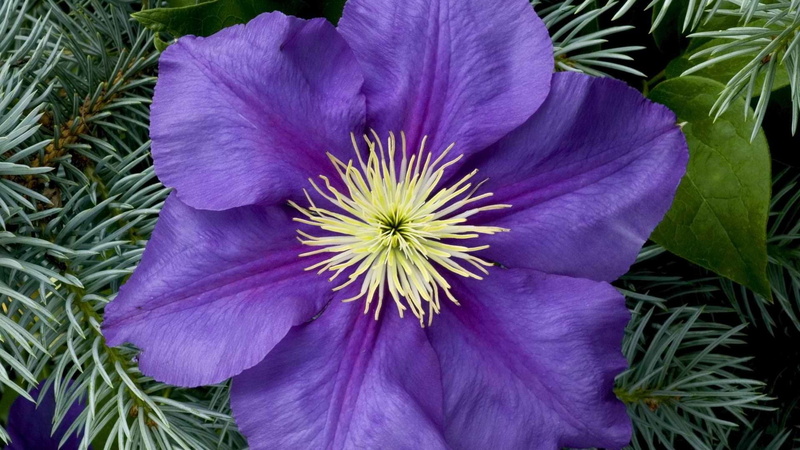 purple, freshness, plant part, close-up, petaled, 1080P, growth, plant, inflorescence, Clematis, petal, no people, vulnerability, beauty in nature, purple flowers
