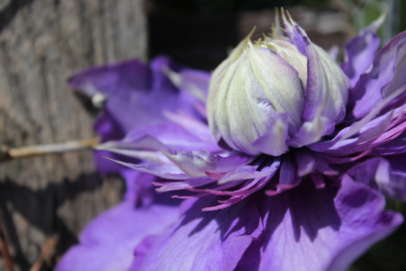 Germany, beauty in nature, flower head, petal, growth, flowers, inflorescence, clematis, no people, crocus, day, close-up, purple, 5K, nature, selective focus
