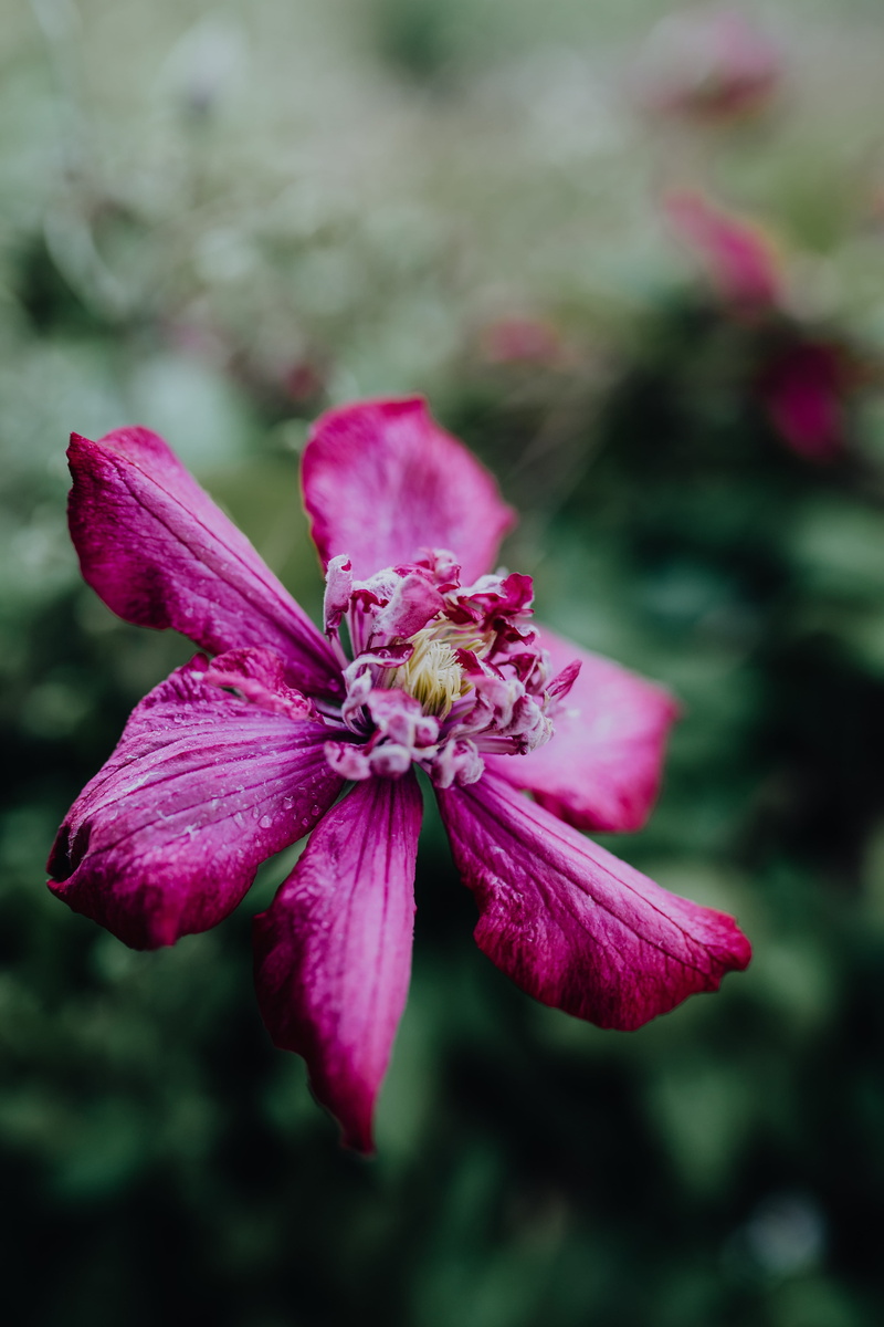 flower head, clematis, flowering plant, flowers, nature, niobe, vulnerability, day, green, focus on foreground, garden, growth, flower, fragility, pink