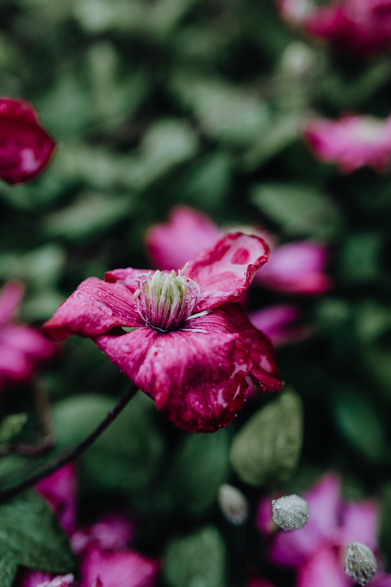 red, niobe, spring, focus on foreground, day, fragility, vulnerability, inflorescence, 5K, flowers, flower, pink, growth, close-up, no people, plant, pink color