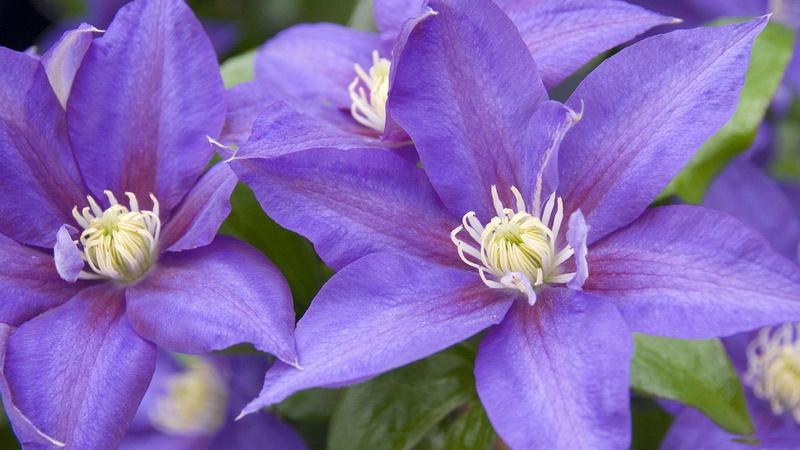 flowers, clematis, 1080P, nature and landscapes, nature, purple