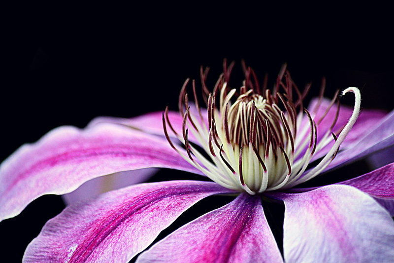 vulnerability, flowering plant, purple, blossom, beauty in nature, plant, pink color, studio shot, flower, bloom, freshness, growth, petals, petal, black background