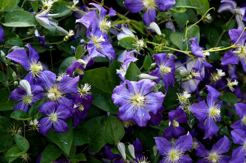 purple, white, clematis, flowers, 4K