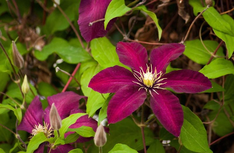 plant, purple, petal, leaf, multi Colored, blossom, beauty In Nature, pollen, bright, colors, nature, vulnerability, flowering, summer, outdoors, 1080P