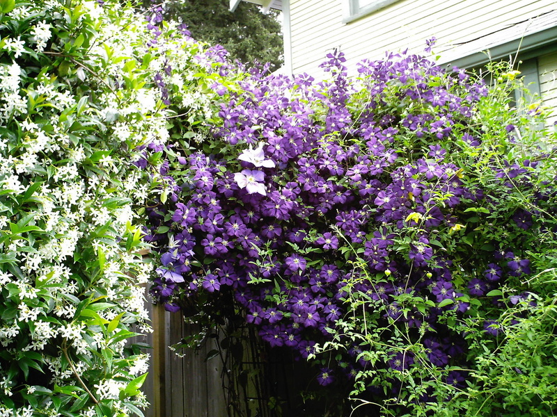 springtime, pink Color, bush, house, blue, architecture, lilac, flowerbed, leaf, flowering plant, growth, blossom, multi Colored, fence, herbs, day, flower