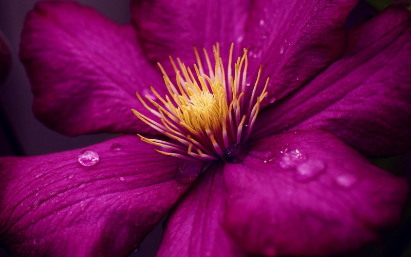 beauty in nature, no people, flowering plant, inflorescence, vulnerability, fragility, pollen, clematis, flower, plant, flower head, growth, close-up, purple
