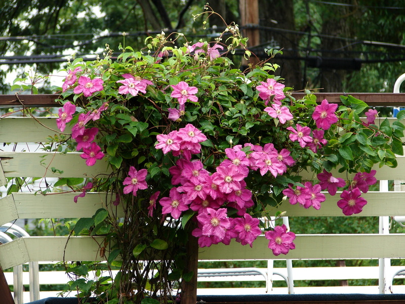 flower Pot, flowers, leaf, formal Garden, close-up, 1080P, inflorescence, green Color, plant part, petal, herbs, flowerbed, summer, decoration, plant