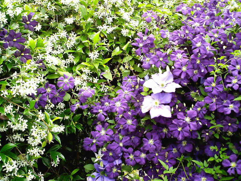fragility, flowerbed, purple, leaf, clematis, plant part, botany, blossom, green Color, no People, inflorescence, freshness, lilac, flower, flowers, season