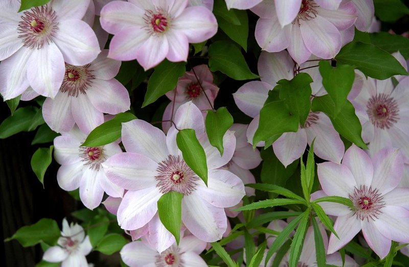 green, plant, full frame, multi Colored, season, no people, beauty In Nature, growth, close-up, backgrounds, day, blossom, flowering, pink, white, freshness