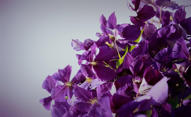 tree, macro, summer, sky, leaf, blue, nature, color Image, springtime, season, outdoors, vulnerability, 1080P, flowering, iris - plant, fragility, flower