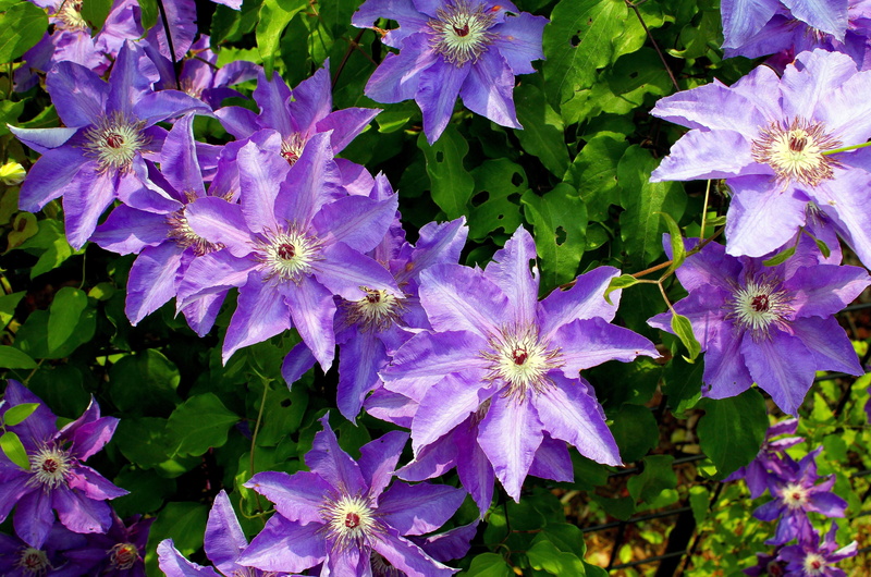 plant part, green, flowers, freshness, blossom, green Color, blue, flower Head, growth, flowerbed, flower, gardening, decoration, pink Color, plant, purple