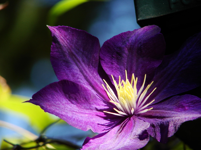 selective focus, botany, purple, backgrounds, leaf, summer, softness, beauty In Nature, focus on foreground, single Flower, petals, day, flower Head, close