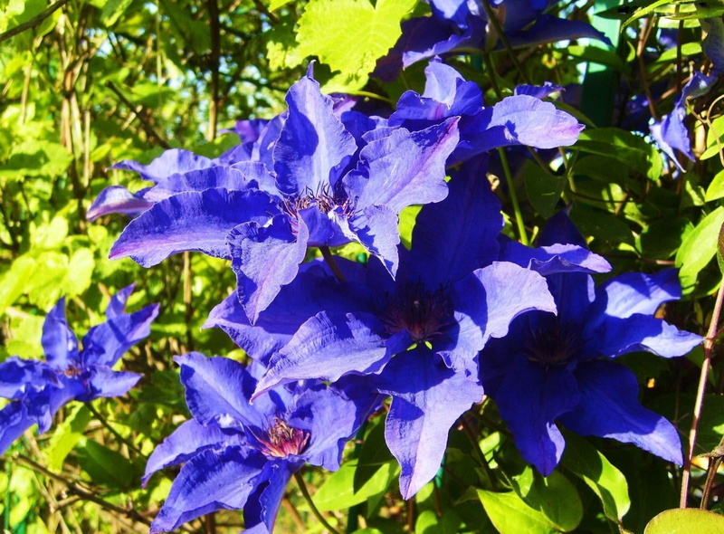 leaf, plant part, plant, flowering, clematis, freshness, purple, no people, leaves, 720P, flower head, fragility, flowering plant, flower, nature, flowers