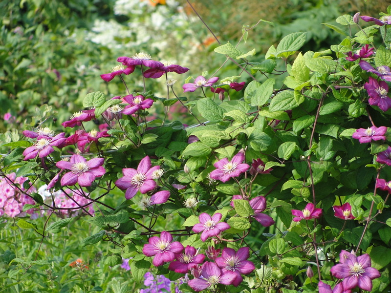 herbs, nature, freshness, flower, day, pink color, springtime, petaled, no people, fragility, loach, flowers, flower head, close-up, flowering plant, inflorescence