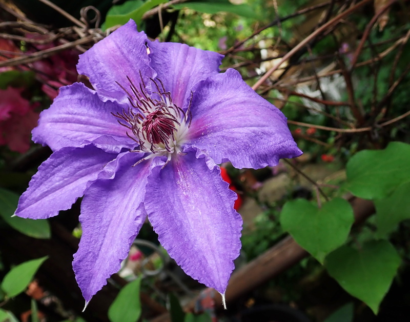 2K, pollination, plant, petal, flower head, fragility, growth, inflorescence, flower, freshness, garden, pollen, no people, focus on foreground, vulnerability