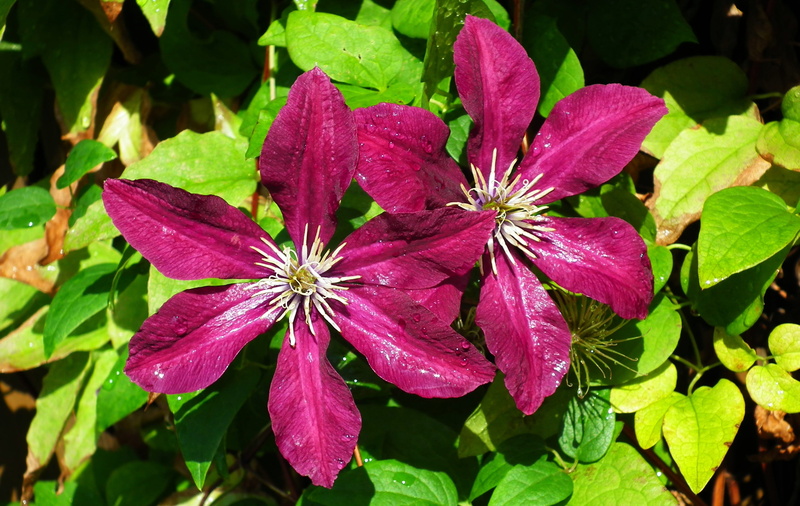 focus on foreground, beauty in nature, green color, flowering plant, growth, inflorescence, dew, freshness, nature, purple, close-up, creeper, garden, summer