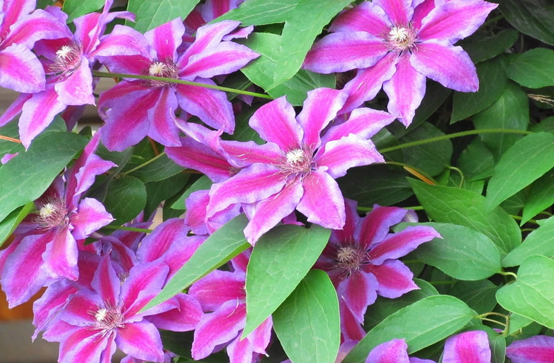 close-up, pollen, petal, beauty In Nature, 1080P, red, fragility, colors, flowering, green Color, clematis, nature, plant part, flowers, vulnerability
