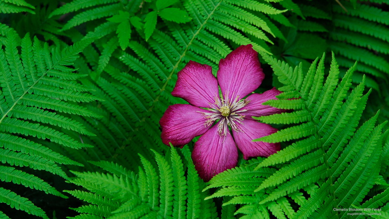 2K, ferns, Flowers/Gardens, blossom, clematis