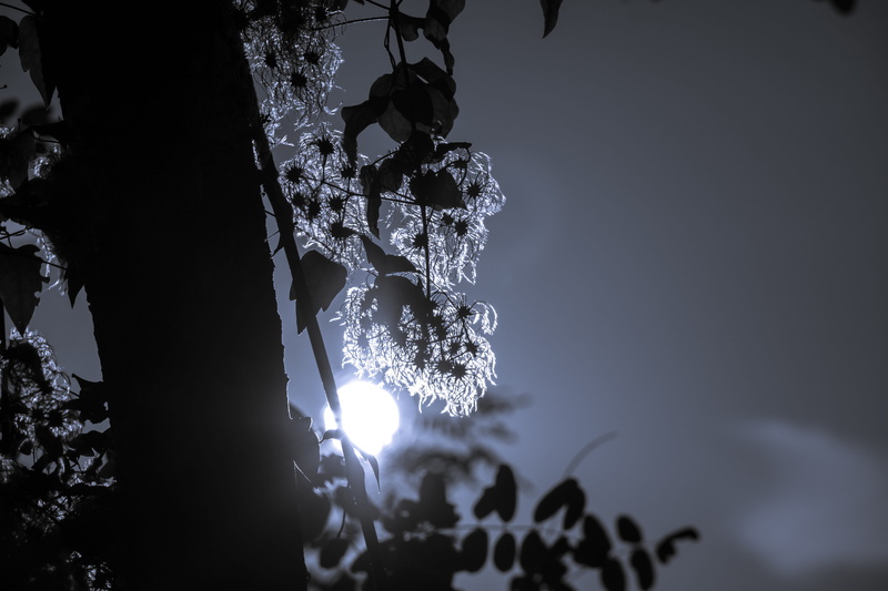 plant, frozen, celebration, light, clematis vitalba, outdoors, crystal, ice, christmas, 5K, cold temperature, no people, climber, night, back light, real clematis